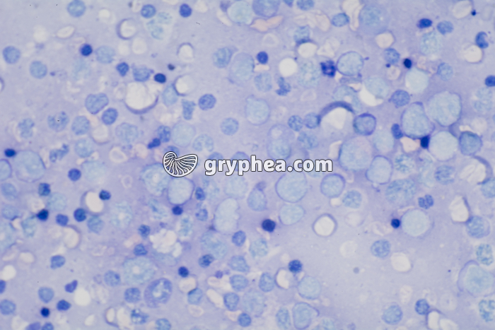 Frottis de rate x200 - gryphea.org